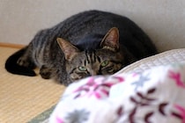 猫に絶対してはいけない『間違ったしつけ方』5選　悪影響を及ぼす理由や正しい教え方を解説