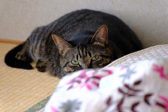 猫に絶対してはいけない『間違ったしつけ方』5選 悪影響を及ぼす理由や正しい教え方を解説