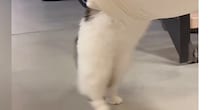 ハンモックの上に挟まっているおもちゃを『取ろうとした猫』…可愛すぎる『動き』が51万再生「しっぽ踏むのかわいいｗ」「酔っ払いすぎｗ」