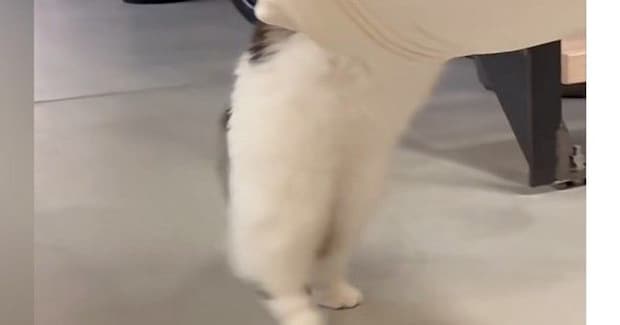 ハンモックの上に挟まっているおもちゃを『取ろうとした猫』…可愛すぎる『動き』が51万再生「しっぽ踏むのかわいいw」「酔っ払いすぎw」
