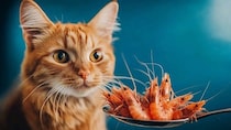 猫が絶対に食べてはいけない『危ない魚介類』3選　起こりうる健康トラブルや注意が必要な理由を解説