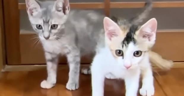 初めてのお部屋を探検する2匹の新入り子猫→扉の向こう側にいる『先輩猫たちの様子』を見ると…可愛すぎる光景に「ソワソワw」「大冒険だね」