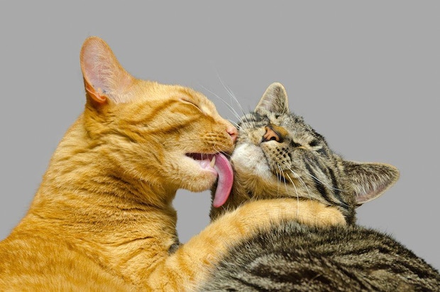 グルーミングをしてあげる猫