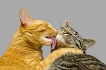 「毛づくろい」を利用して自分の欲望を達成する猫たち…同居猫への平和的で賢い行動が明らかに　ベルギーの研究