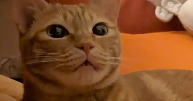 わざと違う名前で呼んでみたら、猫は…あまりにも可愛すぎる『まさかの展開』が93万再生「ちがうよーって言ってそう」「文句言ってるw」
