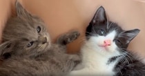 家に来て『1日目の子猫たち』→飼い主が少し近づいてみると…まさかの可愛すぎる行動に「とりあえずやっとく感」「めっちゃシンクロ」と反響