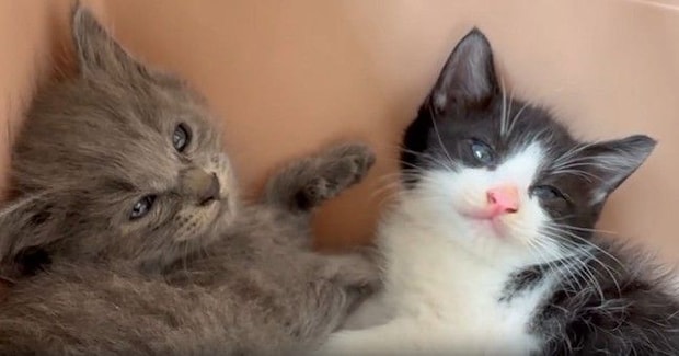 家に来て『1日目の子猫たち』→飼い主が少し近づいてみると…まさかの可愛すぎる行動に「とりあえずやっとく感」「めっちゃシンクロ」と反響