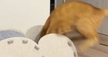 猫ハウスで遊ぶ猫→勢いよく中に飛び込むと…思わず笑ってしまう『激しい動き』が414万再生「仰向けで出てきて笑ったｗ」「遊ぶの上手」