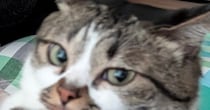 飼い主に頬擦りされた猫→次の瞬間…『予想外の行動』に思わず笑ってしまうと３万いいね「ポジティブに考えようｗ」「大好きなんだよね」