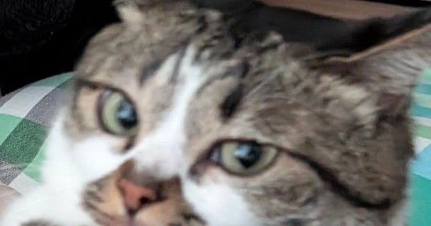 飼い主に頬擦りされた猫→次の瞬間…『予想外の行動』に思わず笑ってしまうと３万いいね「ポジティブに考えようｗ」「大好きなんだよね」