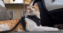 朝５時に目を覚ました元野良猫→日課の散歩に出かけると、大好きなおっちゃんを発見して…微笑ましい光景が126万再生「可愛すぎ」「癒された」
