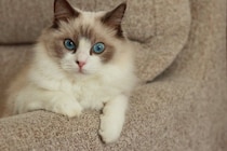 見た目が『似すぎている猫種』3選　見分けるポイントから魅力・特徴までご紹介