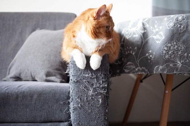 ソファで爪とぎする猫