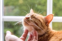 猫が『飼いやすい』とされている7つの理由　手がかからないって本当？注意すべきポイントも