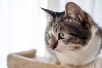 猫が『パニック状態』になりやすい瞬間3選　落ち着きを失う理由や安心させる方法まで