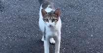 小さくて痩せている野良猫との出会い→『お腹だけが大きい』ことに気付いて…涙あふれるエピソードが47万再生「とても素敵」「感動で泣いた」