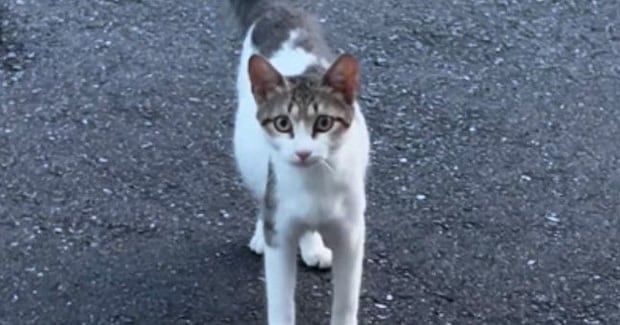 小さくて痩せている野良猫との出会い→『お腹だけが大きい』ことに気付いて…涙あふれるエピソードが47万再生「とても素敵」「感動で泣いた」