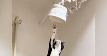 ごはんの器を取ろうと『トースターの上に乗った猫』を見ていると…あまりにも予想外な展開が37万再生「一回見てくるの可愛いｗ」「声出たｗ」