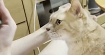 娘のそばでくつろぐ猫、次々と家族に呼ばれて…微笑ましい『争奪戦の様子』に癒される人が続出「ママさんが必死で可愛いｗ」「参加したい」