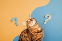 猫は『飼い主の声』を聞き分けているの？判別しているポイントや意外な能力をご紹介
