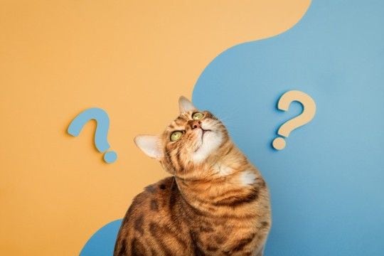 猫は『飼い主の声』を聞き分けているの?判別しているポイントや意外な能力をご紹介