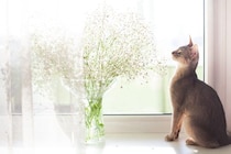 猫がかすみ草を食べちゃった！中毒症状はある？食べていい草・ダメな草の境界線【獣医師執筆】