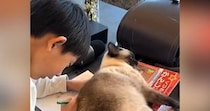 お兄ちゃんの宿題を邪魔するネコ→『どいて』と言われ、立ち上がったと思ったら…予想外すぎる展開が31万再生「面白いｗ」「邪魔の仕方ｗ」