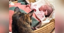 初めて見る赤ちゃんに戸惑っていた猫→少しずつ距離が縮まり…心温まる『3か月間の軌跡』が23万再生「幸せな気持ちになった」「とても素敵」