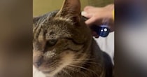 おばあちゃんがきっかけで猫が『ハマったもの』とは…笑ってしまう『表情』に１万いいね「めっちゃ良い顔ｗｗ」「か、かわいすぎる」