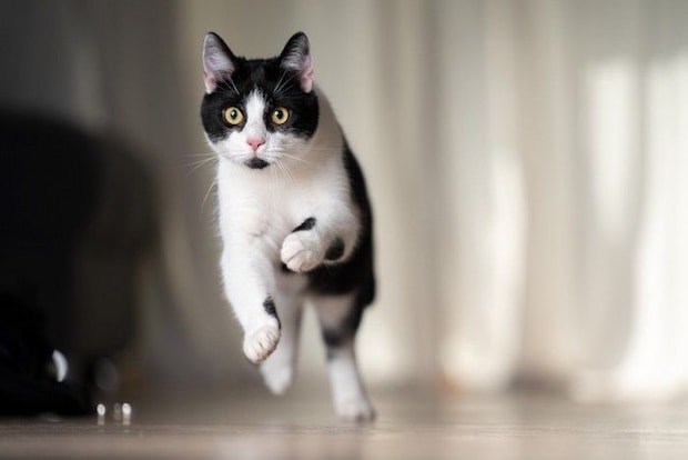 こちらに向かって走って来る猫