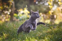 猫が全力疾走すると『驚くほど速い』理由3つ　最高速度はどのくらい？優れた身体能力をご紹介