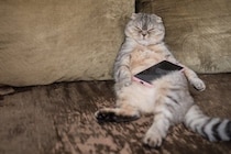 猫を見ていて『野生を忘れている』と確信する瞬間5選　信頼してくれている証？行動の心理もご紹介