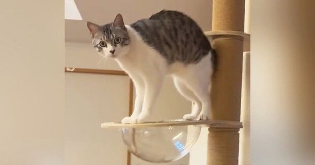 キャットタワーの透明ボウルにタオルを敷き忘れてしまい…猫が見せた『可愛らしい行動』が40万再生「押すな押すな状態ｗ」「たまらない」
