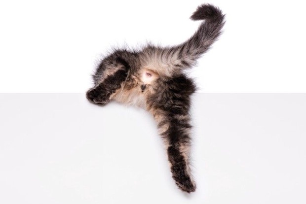 おしりを見せる猫