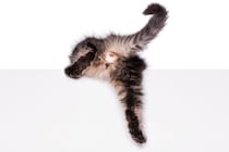 猫の『肛門腺絞り』はしたほうがいい？　必要となるケースや正しい方法まで解説