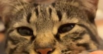 くつろいでいる猫の口元に指をあててみると…「口の形がたまらん」可愛すぎて笑ってしまう光景が64万再生「私もやりたいｗ」と話題に