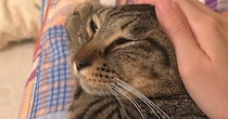頭を撫でられて気持ちよさそうな表情をする猫→手を離した直後の『まさかの光景』に７万いいね「次の撫で待ちかなｗ」「とても可愛い」