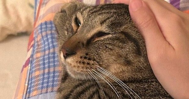 頭を撫でられて気持ちよさそうな表情をする猫→手を離した直後の『まさかの光景』に7万いいね「次の撫で待ちかなw」「とても可愛い」