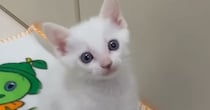ごはんが食べたい子猫→ママの足元で…キュンとくる『可愛すぎるアピール』が37万再生「天使だね」「何度見ても可愛い」と癒される人が続出