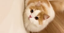 階段ではしゃぐモフモフな猫→上り下りするところを見ていると…可愛すぎる『おしりの動き』が93万再生「けしからん」「なんとも愛おしい」