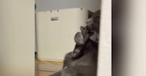 毛づくろいに夢中だった猫が、『見られていることに気づいた』瞬間…思わず笑ってしまう光景に「表情がたまらない」「可愛すぎｗ」と反響