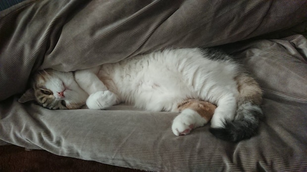 怠惰な猫