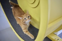 猫の『運動が不足』していると見られるサイン6選　健康への悪影響や上手な解消法をご紹介