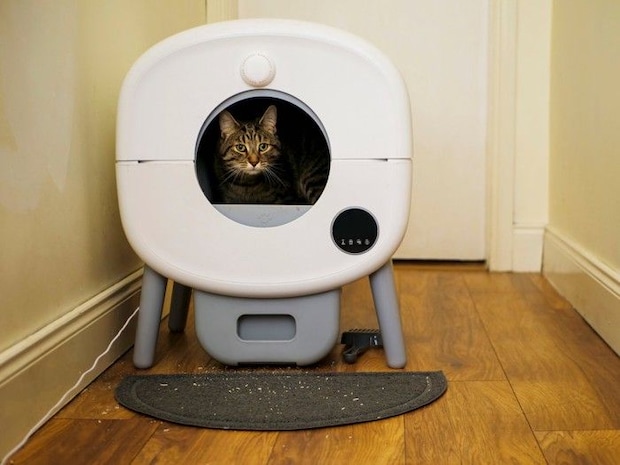 自動トイレに入る猫