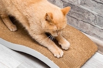 猫の飼い主が『本当に買ってよかった』と実感する猫グッズ4つ　オススメできる理由や便利な使い方もご紹介