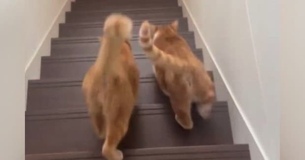仲良く一緒に階段を下りる2匹の猫→後ろから見ていると…自然と笑みがこぼれる『尊い光景』に「可愛すぎたw」「たまらにゃい」の声