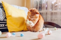 猫が見えやすく感じている『好みの色』2つ　どんなふうに見えているの？生活に取り入れるコツも