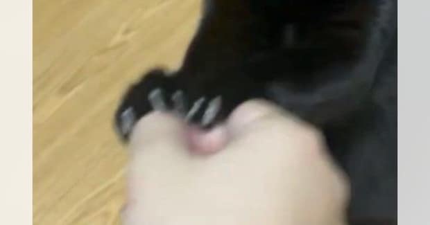 飼い主の遊びに付き合ってくれる黒猫→『顔』を見ると…可愛すぎる表情に6万いいね「なんとも言えない顔が可愛い」「笑ってしまった」と話題