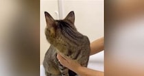 動物病院にやってきた猫→先生が診察室に入ってくると…『可愛すぎる行動』が1093万再生「子どものような怖がり方ｗ」「抱きしめたい」