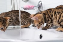 『好奇心が強い猫』が思わずしてしまう行動5選　興味を示す理由や安全を守るための注意点まで